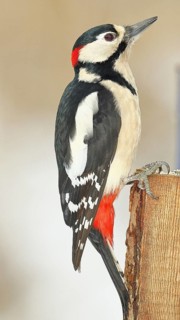 Great spotted woodpecker (Dendrocopos major), male, sitting on a fence post in the garden,