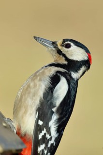 Great spotted woodpecker (Dendrocopos major), male, sitting on a fence post in the garden, animal