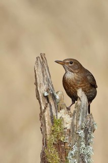 Blackbird (Turdus merula), female, sitting on an old tree stump in the forest, Wilnsdorf, North