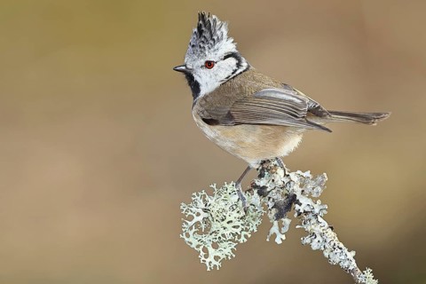 Crested Tit (Lophophanes Scalloped ribbonfish), on a branch overgrown with lichen, Wilnsdorf, North