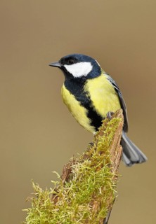 Great tit (Parus major), sitting on moss-covered dead wood, Wilnsdorf, North Rhine-Westphalia,