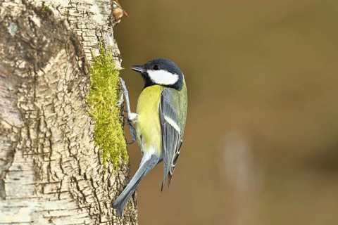 Great tit (Parus major), sitting on moss-covered dead wood, Wilnsdorf, North Rhine-Westphalia,