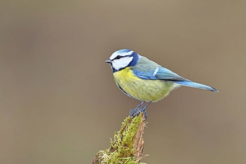 Blue tit (Parus caeruleus), sitting on moss-covered dead wood, Wilnsdorf, North Rhine-Westphalia,