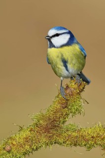 Blue tit (Parus caeruleus), sitting on moss-covered dead wood, Wilnsdorf, North Rhine-Westphalia,