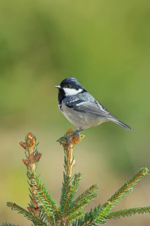 Fir tit (Parus ater), sitting on the top of a young spruce, European spruce (Picea abies),