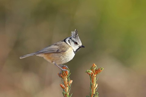 Crested Tit (Lophophanes scalloped ribbonfish), sitting on the top of a young spruce, European