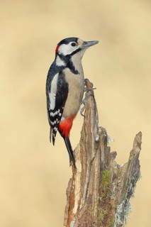 Great spotted woodpecker (Dendrocopos major), male, foraging on a tree stump overgrown with moss
