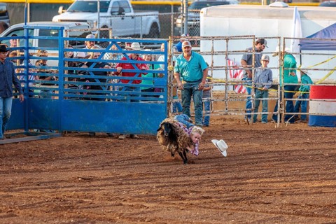 Young boy riding a sheep in a mutton busting event during the Hardin County Fair Rodeo in Savannah,