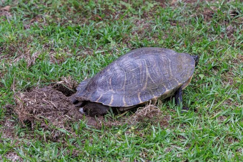 Turtle laying eggs in a grass lawn of a residential neighborhood in Gulfport, Mississippi