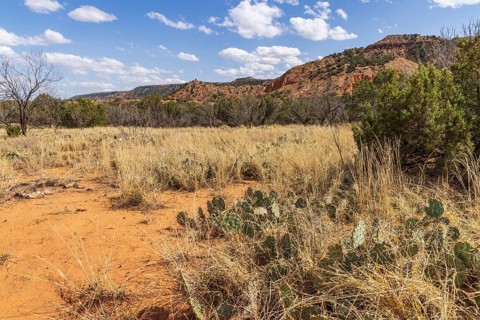 Layered rock formations rise up behind a field of grass, shrubs, and cactii at Palo Duro Canyon