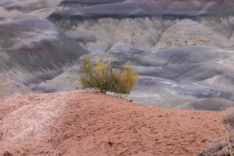 Sage brush with exposed root system hanging on to the dry earth at Little Painted Desert County