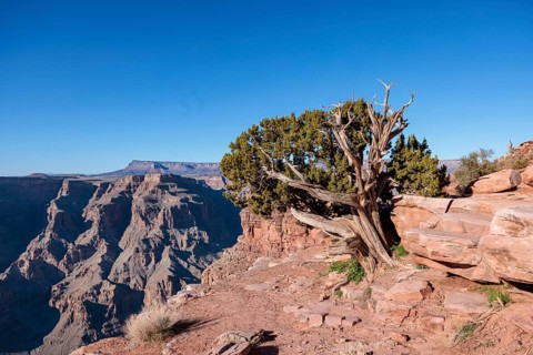 Tree growing from between the rocks along the rim of the canyon at Guano Point in Grand Canyon West