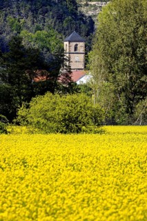 A church tower rises behind a large yellow field, surrounded by dense forest, The steeple of the