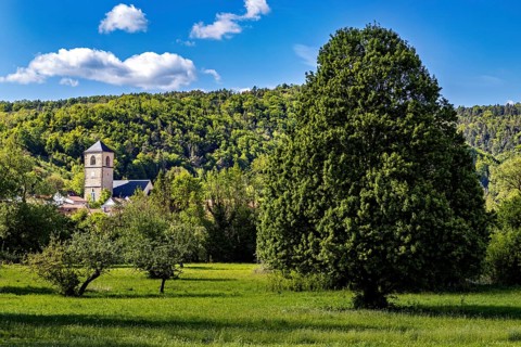 A large tree next to a meadow, with a church tower in the background, The steeple of the Protestant