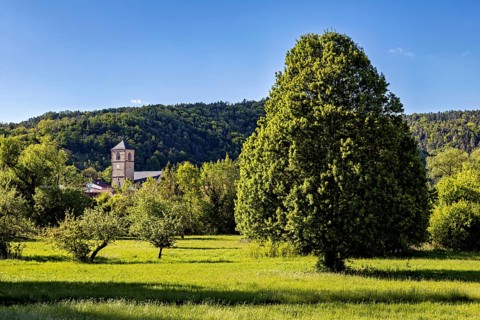 Church tower behind green trees and meadow in a rural, natural setting, The church tower of the