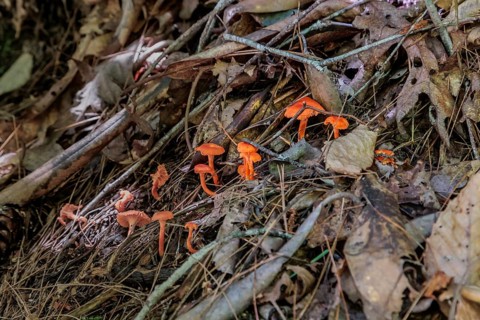 Bright orange mushrooms growing out of dead leaves and pine needles on the forest floor near Bryson
