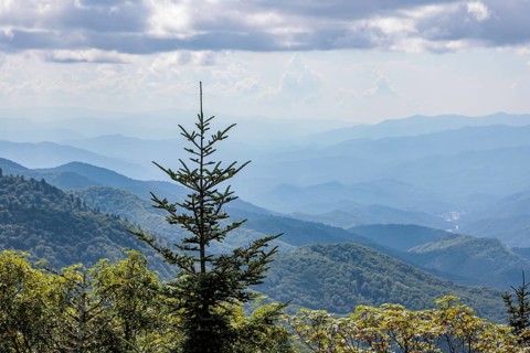 Pine tree silhoetted against a smoky haze over the foliage on the mountainsides along the Blue