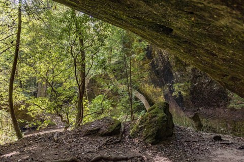 Twisted trees fighting for sunlight along a hiking trail through Dismals Canyon near Phil Campbell,