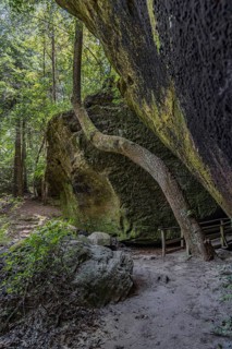 Twisted trees fighting for sunlight along a hiking trail through Dismals Canyon near Phil Campbell,