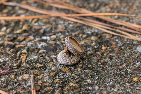 Close up of a pair of acorn caps on the rocky ground in the Autumn