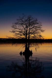 Cypress tree silhouetted against a deep blue and orange sky at sunset on Lake Seminole at the Corps