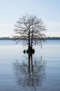 Cypress tree silhouetted against a clear blue sky in Lake Seminole at the Corps of Engineers