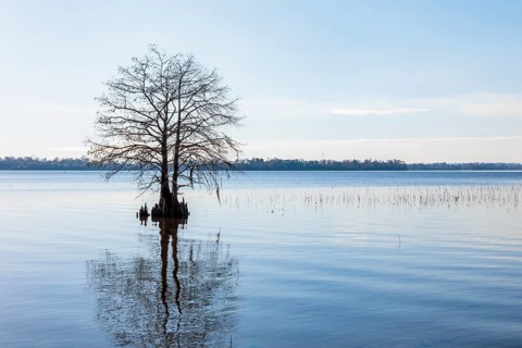Cypress tree silhouetted against a clear blue sky in Lake Seminole at the Corps of Engineers