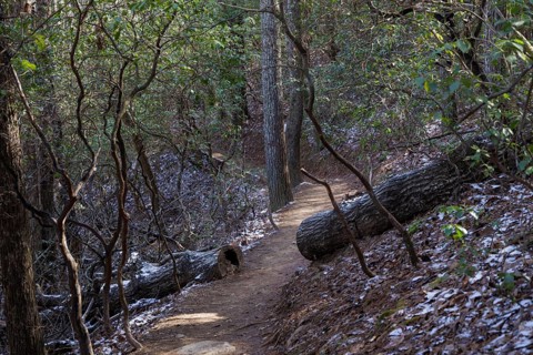 Log cut away from the Benton MacKaye Trail in the Chattahoochee National Forest near Blue Ridge,