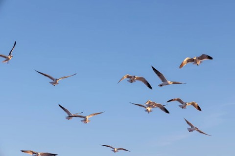 Flock of seagulls searching for food along the Mississippi Gulf Coast