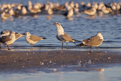 Seagulls wading at the waterline searching for food along the Mississippi Gulf Coast in evening