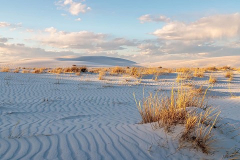 Desert grasses in flatter areas of the White Sands National Park in Alamogordo, New Mexico, USA