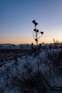 Yucca plant growing in the sand dunes of White Sands National Park in Alamogordo, New Mexico, USA