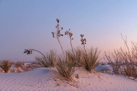 Yucca plants growing in the sand dunes of White Sands National Park in Alamogordo, New Mexico, USA
