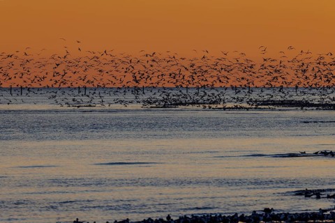 Flock of seagulls silhouetted against a bright orange sunset along the Mississippi Gulf Coast