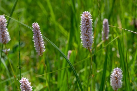Snake knotweed (Bistorta officinalis) on a spring meadow, Bavaria, Germany