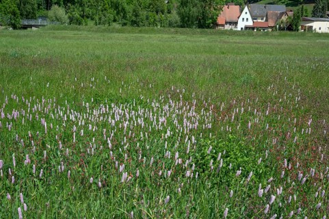 Spring meadow with snake knotweed (Bistorta officinalis) in Franconian Switzerland, Egloffstein,