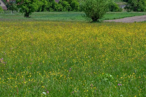 Spring meadow with buttercups (Ranunculus) in Franconian Switzerland, Egloffstein, Upper Franconia,