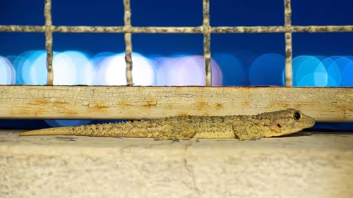 A gecko at night on a balcony with a rusty grille with the reflections of the city in the