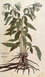 Comfrey, Symphytum officinale, Symphytum magnus, coloured illustration by Leonhart Fuchs, (1542),