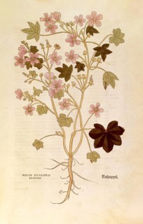 Mallow, Malva sylvestris elatior, coloured illustration by Leonhart Fuchs, (1542), from De historia