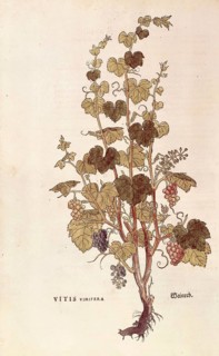 Grapevine, Vitis vinifera, coloured illustration by Leonhart Fuchs, (1542), from De historia