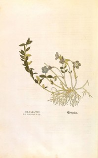 Periwinkle, Vinca minor, Clematis daphnoides, coloured illustration by Leonhart Fuchs, (1542), from