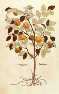 Quince, Cydonia oblonga, Cotonea malus, coloured illustration by Leonhart Fuchs, (1542), from De