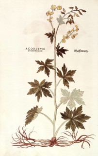 Monkshood, Wolfsbane, Aconitum lycoctonum, coloured illustration by Leonhart Fuchs, (1542), from De
