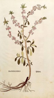 Daphne mezereum, Daphnoides, coloured illustration by Leonhart Fuchs, (1542), from De historia