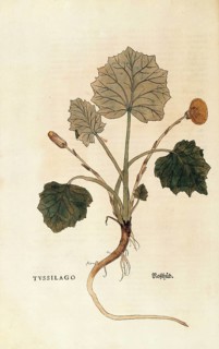 Coltsfoot, Tussilago farfara, coloured illustration by Leonhart Fuchs, (1542), from De historia
