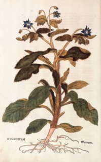 Borage, Borago officinalis, Buglossum, coloured illustration by Leonhart Fuchs, (1542), from De