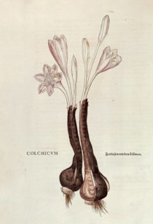 Autumn crocus, Colchicum autumnale, coloured illustration by Leonhart Fuchs, (1542), from De
