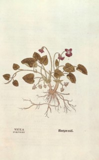 Violet, Viola odorata, coloured illustration by Leonhart Fuchs, (1542), from De historia stirpium