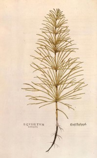 Horsetail, Equisetum arvense, Equisetum longius, coloured illustration by Leonhart Fuchs, (1542),